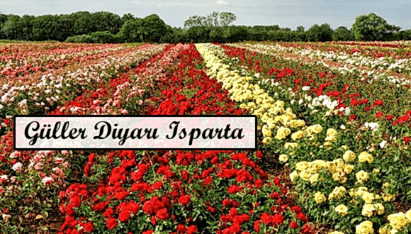 İzmir Çıkışlı Nilüfer ve Güller Isparta Turu Günübirlik